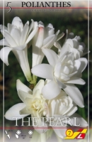 Polianthes tuberosa 3St.