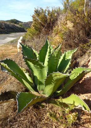 agave parryi v. couesii Agave parryi v. couesii – Happy Valley Plants