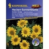 Sonnenblume Hecke ca.160cm Golde Hedge