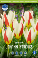 Tulpe Johann Strauss 20cm 10 Stk.