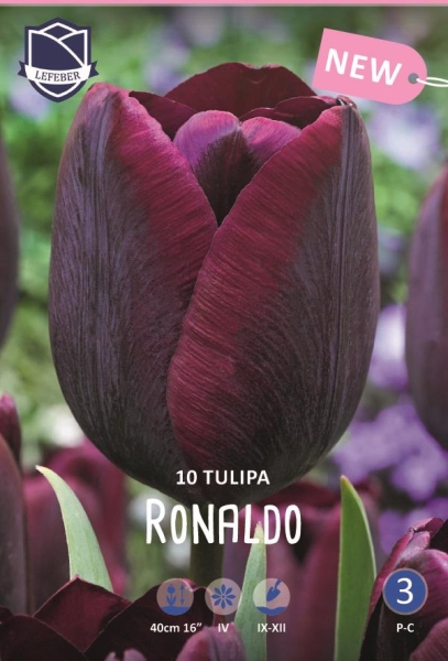 Tulpe Ronaldo 40cm 10 Stk.