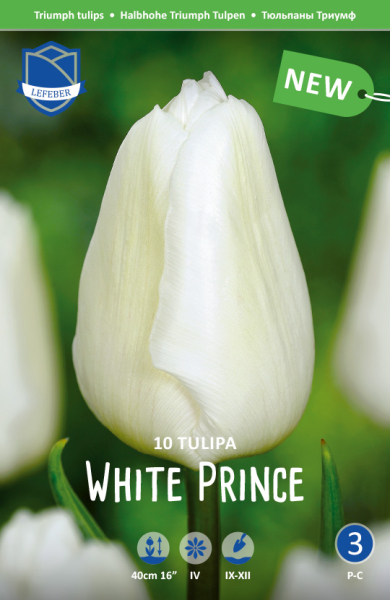 Tulpe White Prince