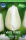 Tulpe White Prince