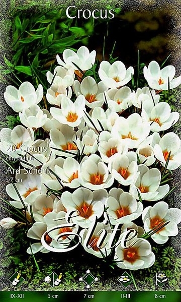 Bot. Crocus Ard Schenk 10cm 15 Stk.