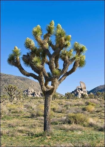 Joshua Tree
