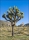 Joshua Tree