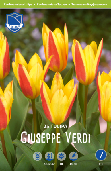 Tulpe Giuseppe Verdi 15cm 25Stk.