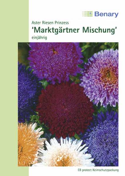 Aster Riesen Prinzeß Mix MHD 12/25