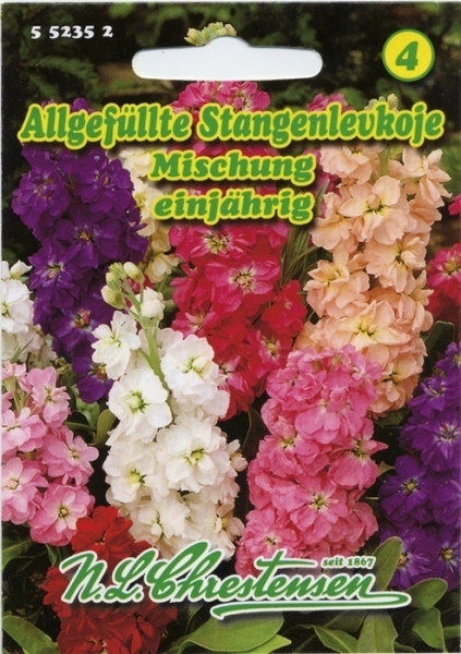 Levkoje gefüllte Stangenl.