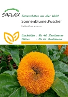 Sonnenblume Puschel 40cm