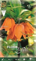 Kaiserkrone orange 90cm 1Stk.