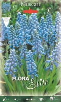 Muscari Armenaniacium 20 Stück