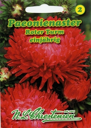 Aster Paeonien Roter Turm MHD 01/25