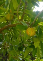 Indischer Rosenapfel MHD 07/26