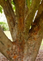 Indischer Rosenapfel MHD 07/26