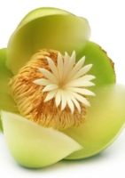 Indischer Rosenapfel MHD 07/26