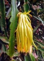 Südamerikanischer Pitahaya-Kaktus