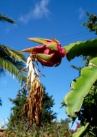 Südamerikanischer Pitahaya-Kaktus