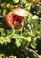 Granatapfelbaum