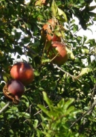Granatapfelbaum