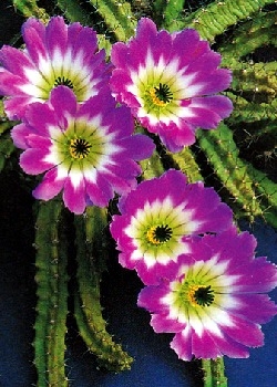 Igelsulenkaktus, 3,95