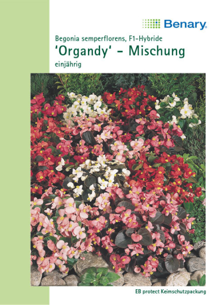 Eisbegonie Organdy Mix MHD 12/25