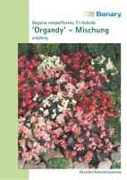 Eisbegonie Organdy Mix MHD 12/25