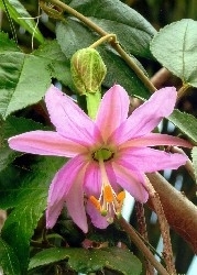 Passiflora Curuba