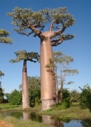 Malagasy - Baobab