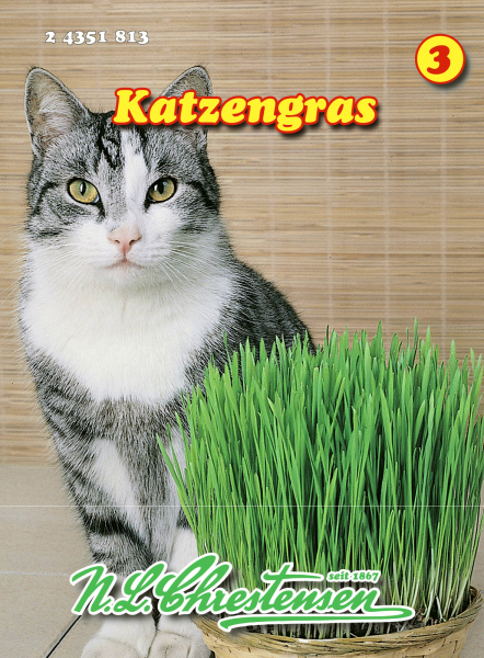 Katzengras