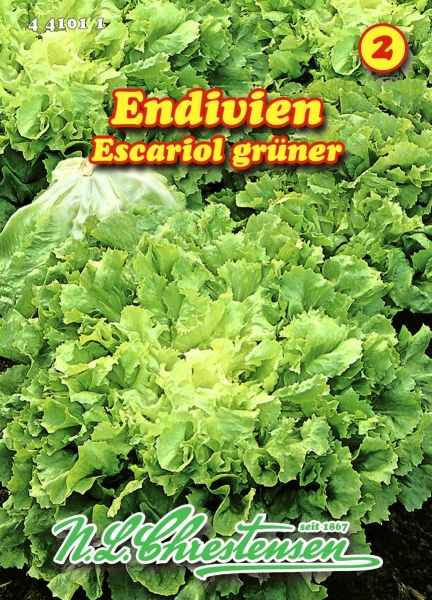 Endivie Escariol grüner