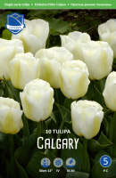 Tulpe Calgary 30cm 10 Stk.