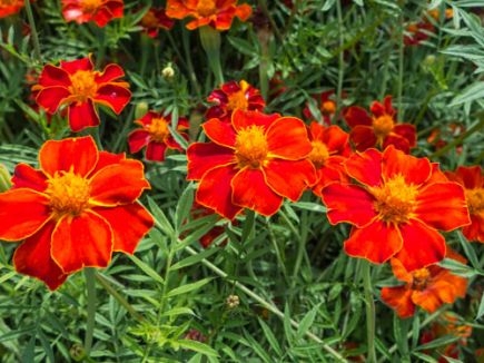 Bio-Tagetes 80cm hoch