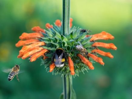 Bio-Kleinblättriges Löwenohr