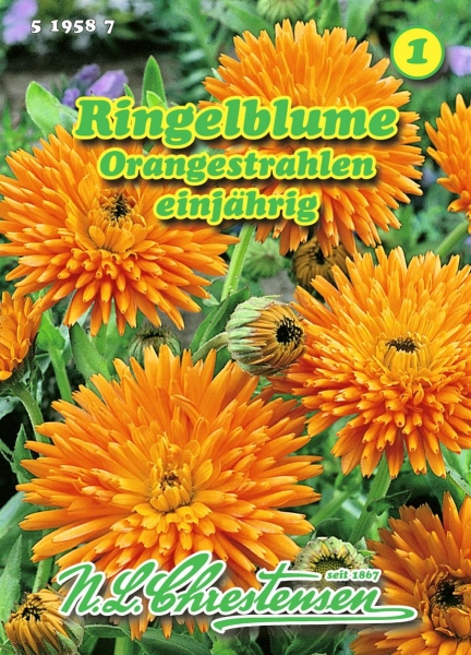 Ringelblume Orangestrahlen