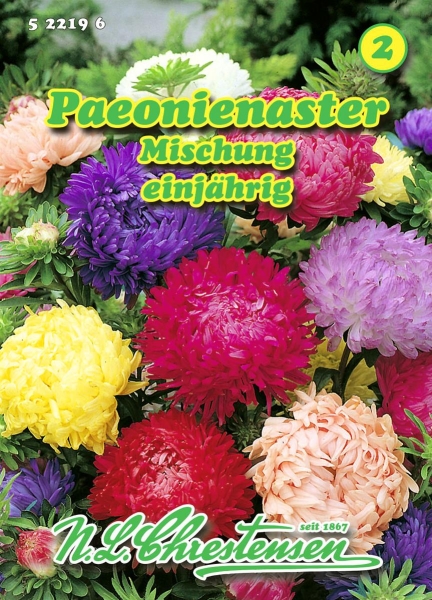 Paeonienaster Mischung