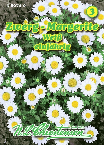 Zwergmargerite MHD 01/26