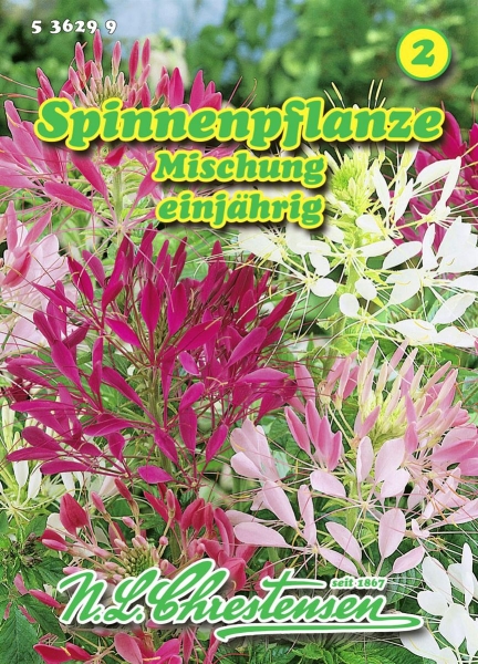 Spinnenpflanze Mischung