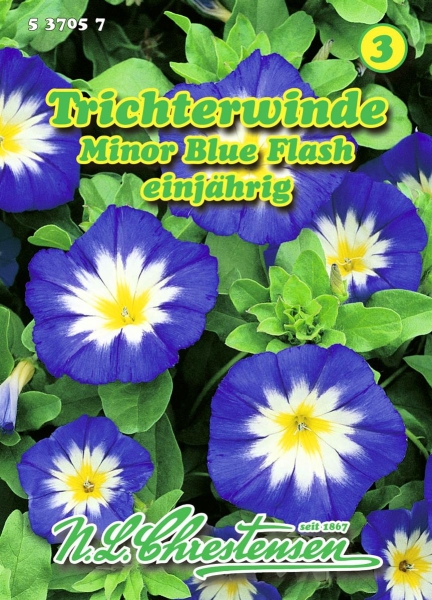 Trichterwinde Minor Blue Flash niedrig