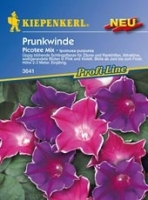Winden Prunkw.Picotee Mix