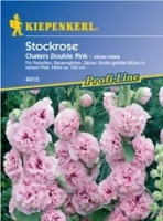 Stockrose Chaters Double Pink