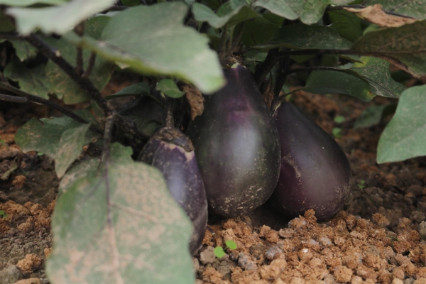 Bio-Aubergine Rezeina Tschechische Frühe