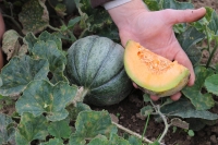 Bio-Honigmelone Amelia (Oka du Quebec)