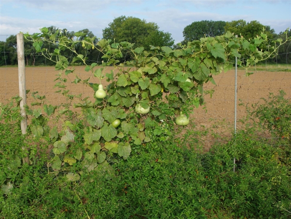 Bio-Flaschenkürbis, Kalebasse