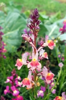 Bio-Marokkanisches Leinkraut