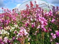 Bio-Marokkanisches Leinkraut