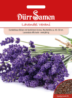 Lavendel Verani