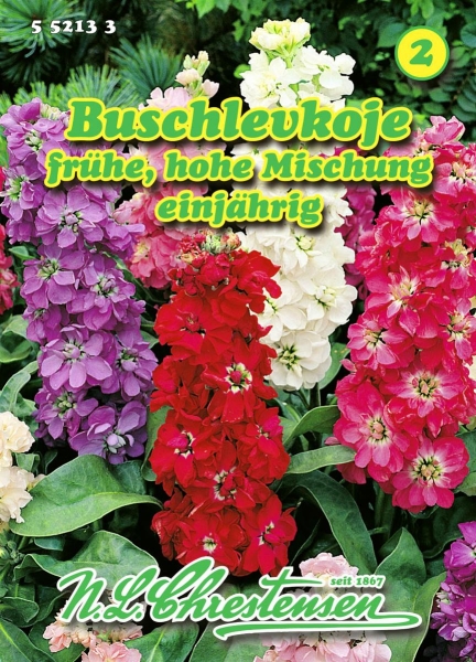 Buschlevkoje frühe hohe Mischung