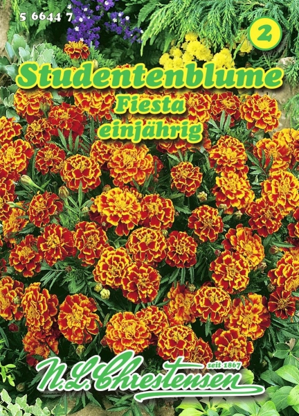 Studentenblume Fiesta