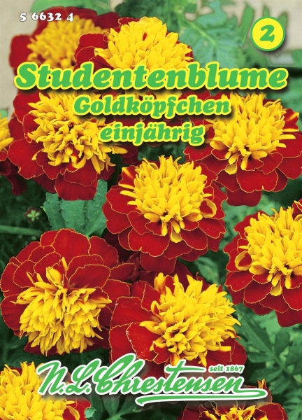 Studentenblume Goldköpfchen